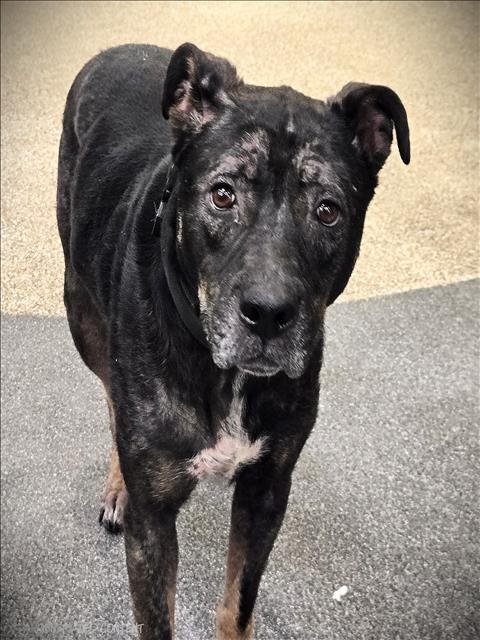 STELLA - Staffordshire Bull Terrier available for adoption