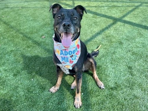 STELLA - Staffordshire Bull Terrier for adoption in Los Angeles