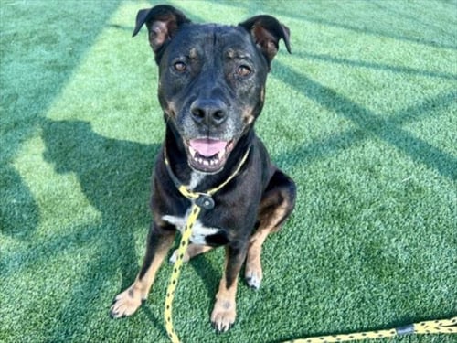 STELLA - Staffordshire Bull Terrier for adoption in Los Angeles