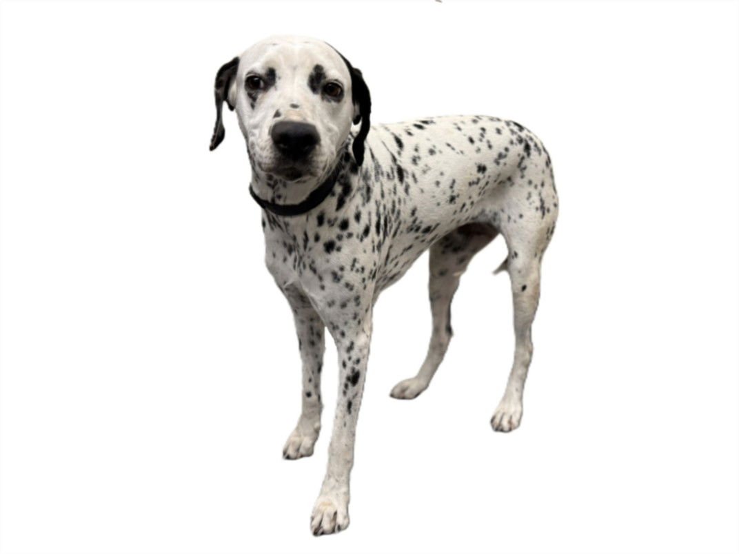 DARLA - Dalmatian available for adoption