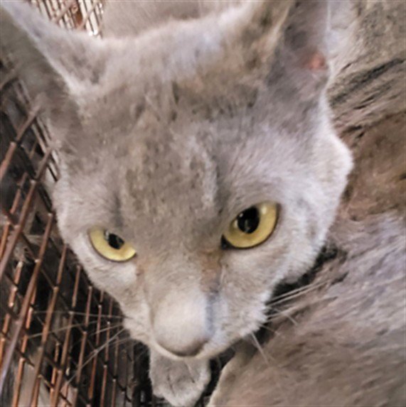 MOUSER Image