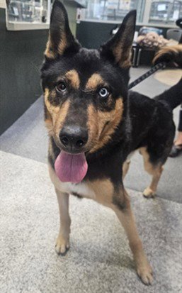 OSO - German Shepherd Dog available for adoption