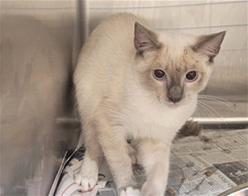 SYCAMORE - Snowshoe available for adoption