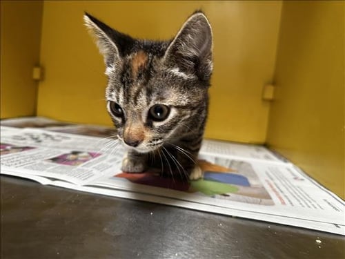 BOWIE - Domestic Short Hair available for adoption