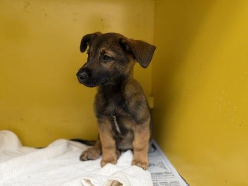 CHONG - German Shepherd Dog available for adoption