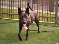 SPIKE - Photo 1