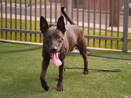 SPIKE - Belgian Shepherd Malinois available for adoption