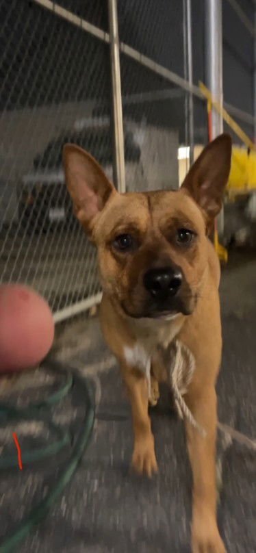BACON - German Shepherd Dog available for adoption