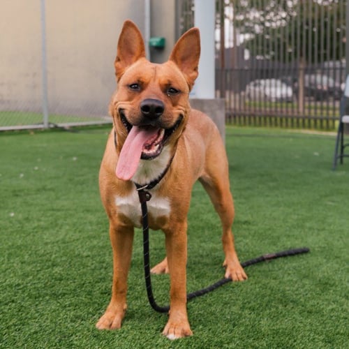 BACON - German Shepherd Dog for adoption in Los Angeles