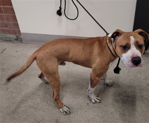 CANELO - Pit Bull Terrier available for adoption