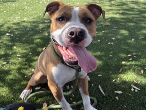 CANELO - Pit Bull Terrier available for adoption