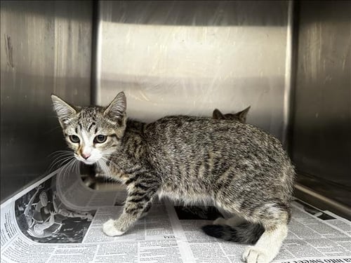 SKY - Domestic Short Hair available for adoption