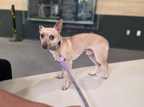 COPPER - Chihuahua available for adoption