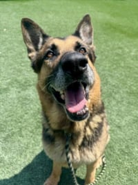 SAMSON - Photo 1