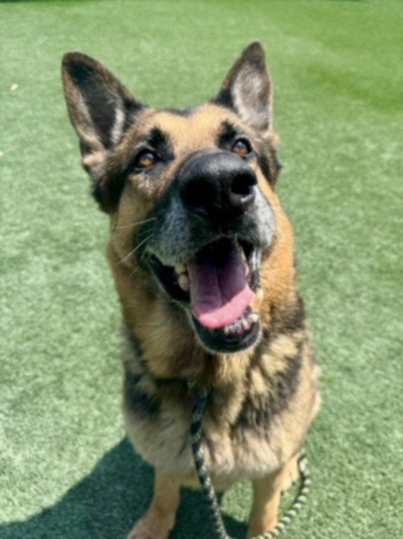 SAMSON - German Shepherd Dog available for adoption