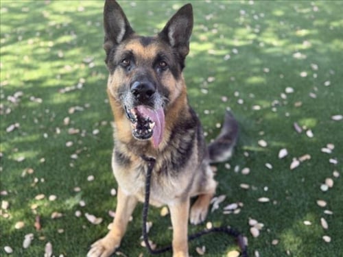 SAMSON - German Shepherd Dog for adoption in Los Angeles