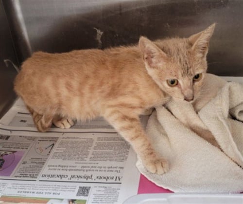 MUSTARD - Domestic Short Hair available for adoption