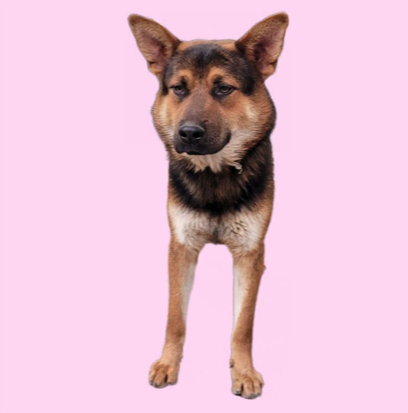 MELCHOR - German Shepherd Dog available for adoption