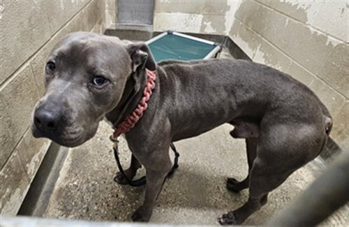 ROLEX - Staffordshire Bull Terrier available for adoption