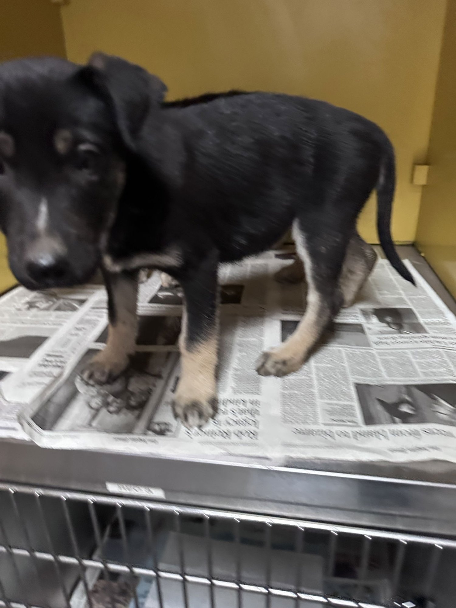 SADIE - German Shepherd Dog / Siberian Husky available for adoption