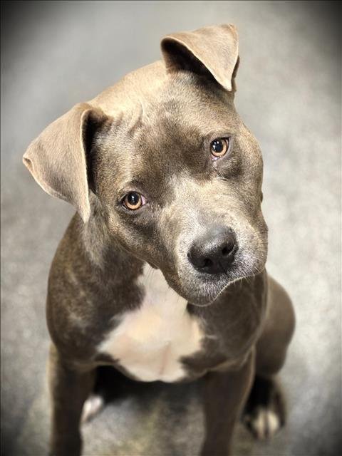 GRACIE Image