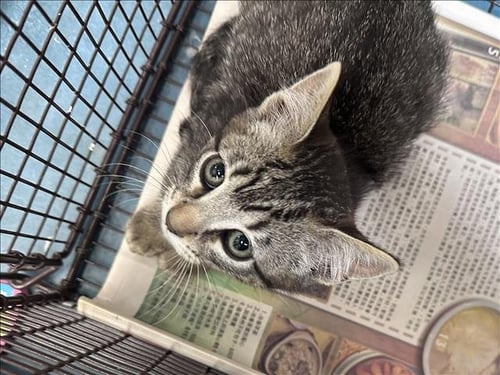 COTTON - Domestic Short Hair available for adoption