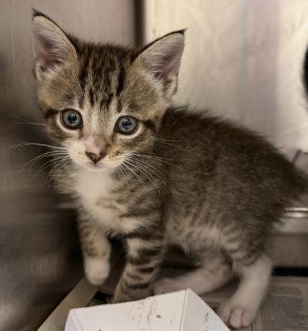 SIGMA - Domestic Short Hair for adoption in Los Angeles