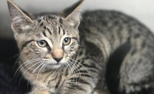 CATALIE - Domestic Short Hair for adoption in Los Angeles