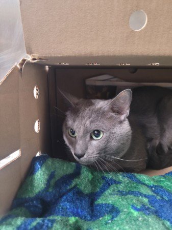KITTY Image