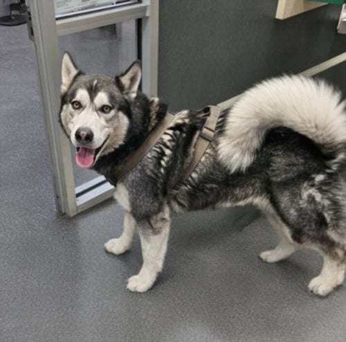 MONKEY - Siberian Husky available for adoption