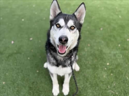 MONKEY - Siberian Husky for adoption in Los Angeles