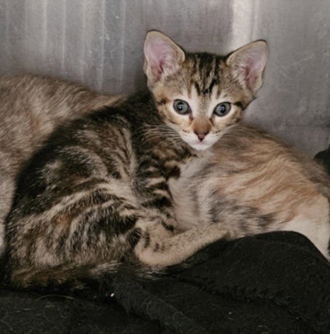 MAGGIE - Domestic Short Hair available for adoption