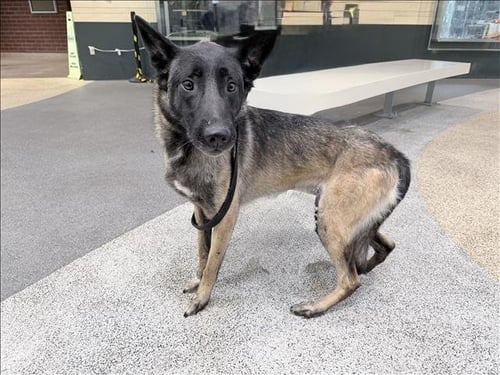 DAISY - Belgian Shepherd Malinois for adoption in Los Angeles