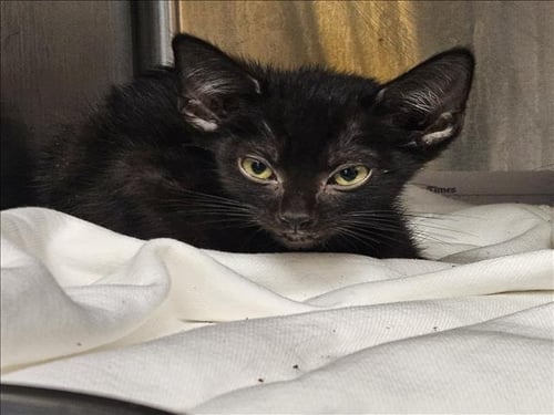 SAM - Domestic Short Hair for adoption in Los Angeles