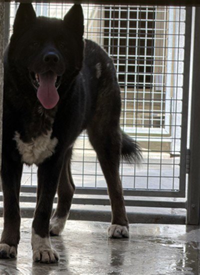 SHADE - Akita available for adoption