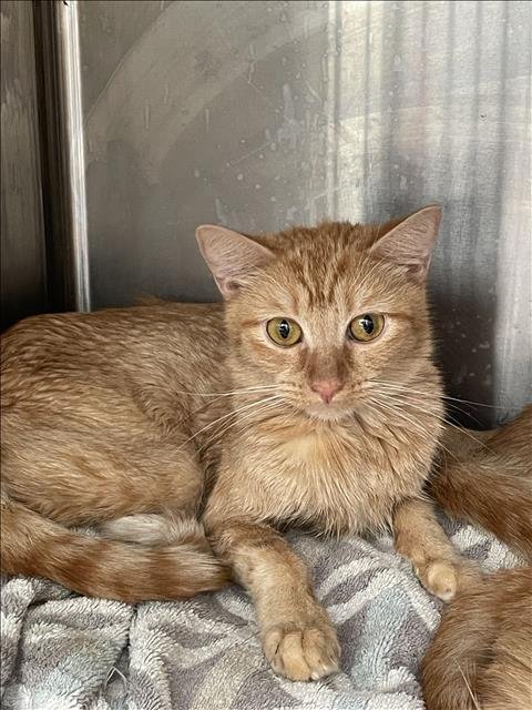 AHHH - Domestic Short Hair for adoption in Los Angeles