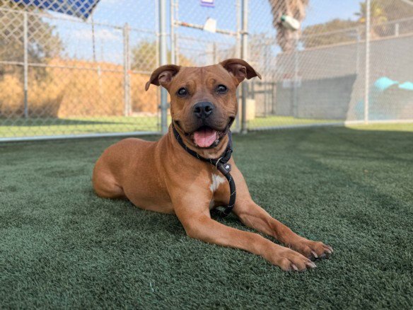 ROXY Image