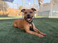 ROXY - Photo 1