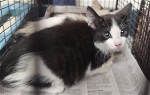 KATIA - Domestic Short Hair available for adoption