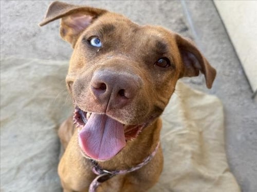 EMJAY - Pit Bull Terrier available for adoption