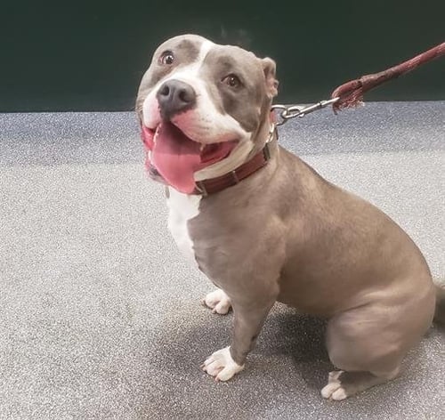 ROXY - Pit Bull Terrier available for adoption