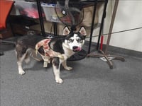 HUSKY BOY - Photo 1