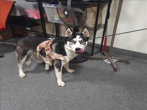 HUSKY BOY - Siberian Husky available for adoption