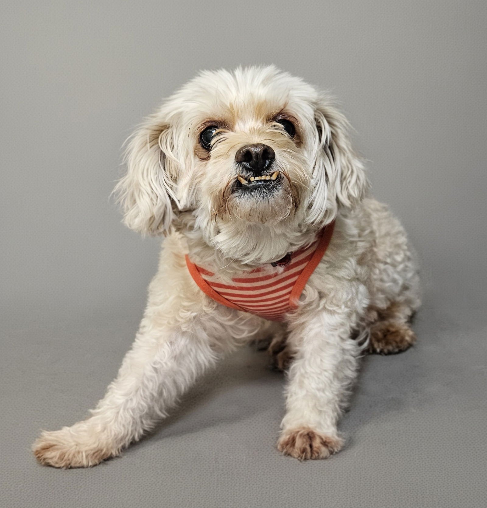 LUNA - Poodle (Miniature) / Cocker Spaniel available for adoption