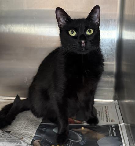 MIDNIGHT - Domestic Short Hair for adoption in Los Angeles