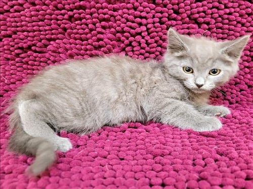 BUBBLEGUM - Domestic Short Hair for adoption in Glendale