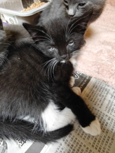 MIRANDA - Domestic Short Hair available for adoption