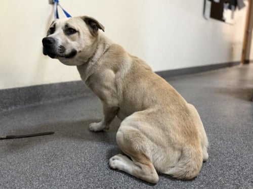 JULIUS - Pit Bull Terrier for adoption in Los Angeles