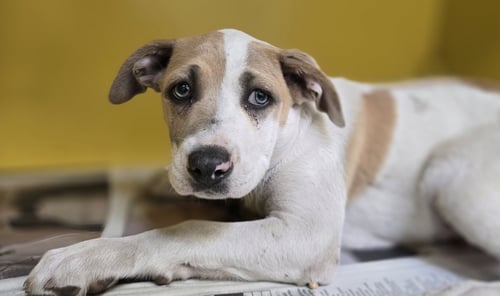DASH - Staffordshire Bull Terrier available for adoption