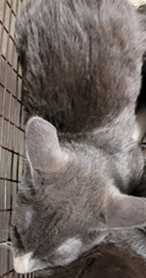 NEO - Domestic Short Hair available for adoption